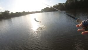 pesca con mosca río Bayano sabalo Real