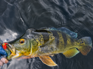 pesca con mosca Lago Gatún Sargento
